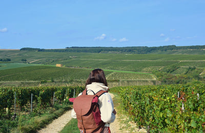 Hiking in the Chablis Vineyards: Discover Burgundy differently