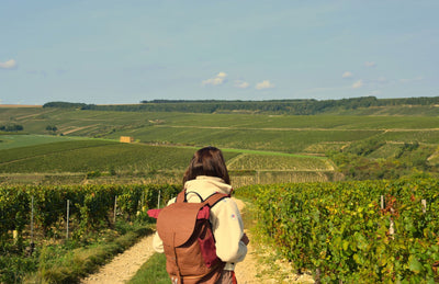 Une balade à Chablis : marcher entre histoire, terroir et culture