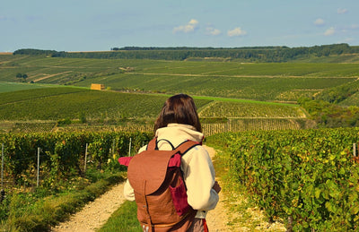 Une balade à Chablis : marcher entre histoire, terroir et culture